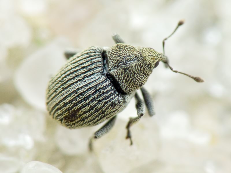 Ceutorhynchus hampei C. Brisout, 1869